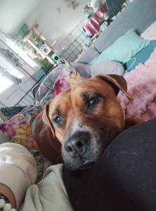 Photo de galerie - Garde chien