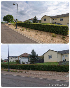 Photo de galerie - Rabattage de haie + taille des côtés 