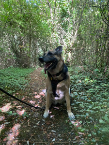 Photo de galerie - Balades en campagne / forêt avec Nephtys 
