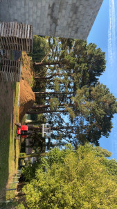 Photo de galerie - Abattage de 8 pin maritime 