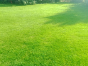 Photo de galerie - Tonte de pelouse - Débroussaillage