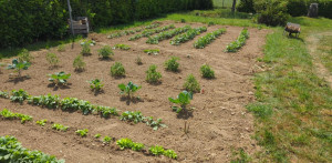 Photo de galerie - Création d'un potager qui va évoluer l'an prochain 