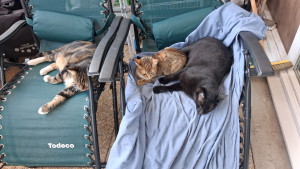 Photo de galerie - Famille d'accueil association Chat des rues Montreuil 