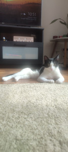 Photo de galerie - Garde chat