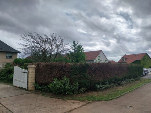 Photo de galerie - Taille de haies et d'arbustes