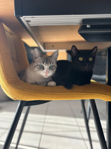 Photo de galerie - J’ai 2 chats 