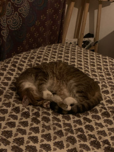 Photo de galerie - Garde chat longue durée à mon domicile 