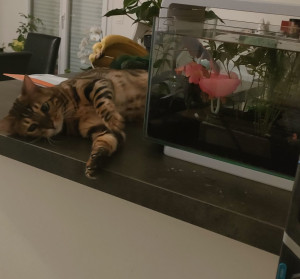 Photo de galerie - Garde d'un bengal