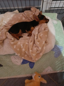 Photo de galerie - Bébé chihuahua que j'ai gardé pendant quelques jours. Un amour ?