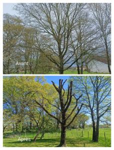 Photo de galerie - Élagage d'arbre 