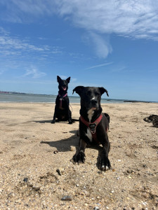 Photo de galerie - Mes chiens 