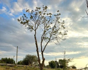 Photo de galerie - Démontage d'arbre en bord de route
