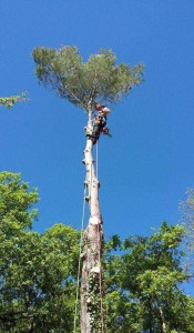 Photo de galerie - Demantage d'arbres