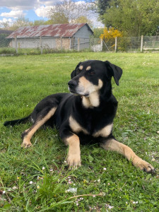 Photo de galerie - Mon chien Éros