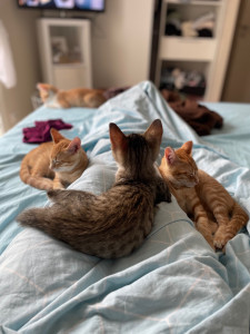 Photo de galerie - Famille d’accueil pour chatons