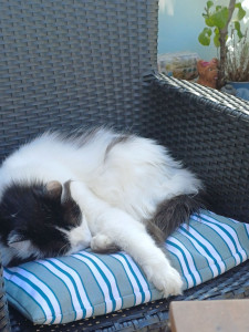 Photo de galerie - Garde chat