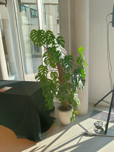 Photo de galerie - Entretien de plantes d'intérieur 