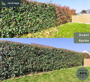 Photo de galerie - Taille : Photinia red robin