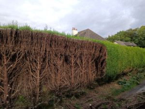 Photo de galerie - Rabotage de haie 