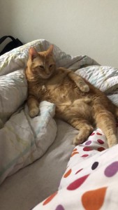 Photo de galerie - Garde chat