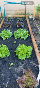Photo de galerie - Potager toute sorte de fleur et légume 