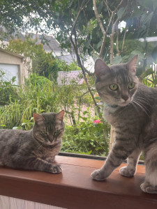 Photo de galerie - J’ai aussi des chats :)