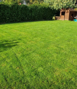 Photo de galerie - Réfection de pelouse