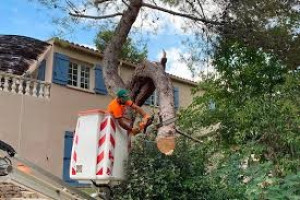 Photo de galerie - Elagage et coupe d'arbres
