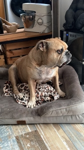 Photo de galerie - Holly Bouledogue Anglais de 11ans