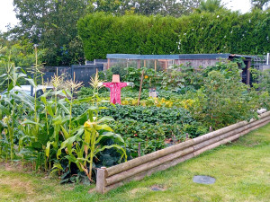 Photo de galerie - J effectué tout type de travaux extérieur jardin ,taille de
 haies ,pelouse ,débroussailleuse 
préparation de jardin hiver et printemps 
je suis équipé pour effectuer ses travaux 