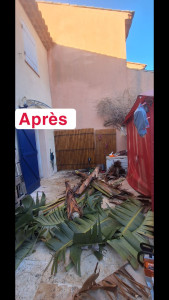 Photo de galerie - Elagage et coupe d'arbres