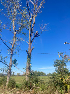 Photo de galerie - Démontage / Abattage avec contraintes