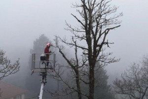 Photo de galerie - Elagage et coupe d'arbres