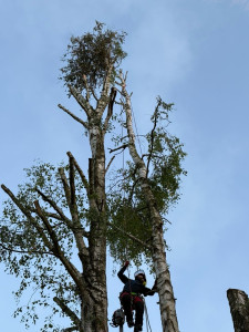 Photo de galerie - Abattage de 3 bouleau 