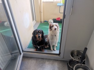 Photo de galerie - Voici Snatch (le chien noir et feu) mon chien et son copain Rox pendant une garde à domicile.