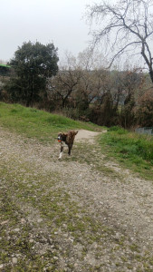 Photo de galerie - Garde d'animaux 