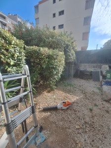 Photo de galerie - Taille de haies et d'arbustes