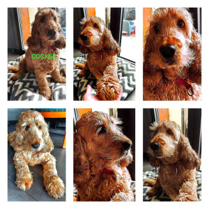 Photo de galerie - Garde chien