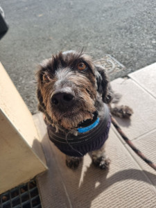 Photo de galerie - Garde chien avec promenade 