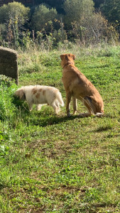 Photo de galerie - Mes loulous
