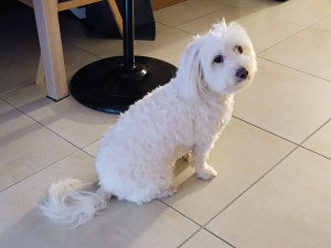 Photo de galerie - Garde chien