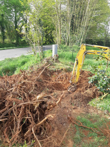 Photo de galerie - Elagage et coupe d'arbres