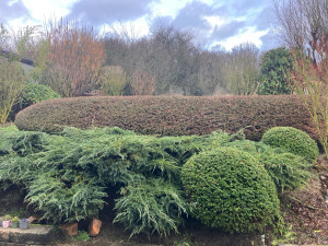 Photo de galerie - Taille de haies et d'arbustes