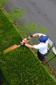 Photo de galerie - Haies de thuyas 