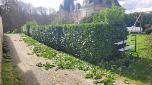 Photo de galerie - Taille avec échafaudage et évacuation des déchets verts