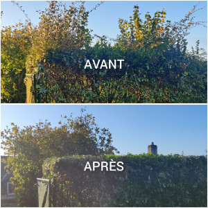 Photo de galerie - Taille d'une haie