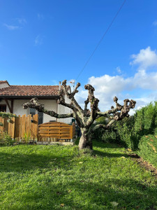 Photo de galerie - Taille de haies et d'arbustes