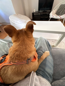 Photo de galerie - Garde de chien pendant 1 week-end 