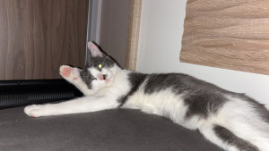 Photo de galerie - Garde chat