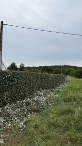 Photo de galerie - Taille d’une haie